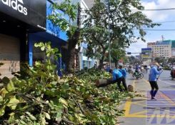 Dư luận lên tiếng việc hạ chặt hơn 6.700 cây xanh tại Hà Nội