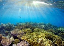 Vì sao san hô chết hàng loạt tại Quy Nhơn?