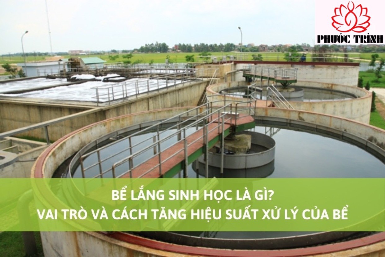 BỂ LẮNG SINH HỌC LÀ GÌ? VAI TRÒ VÀ CÁCH TĂNG HIỆU SUẤT XỬ LÝ CỦA BỂ