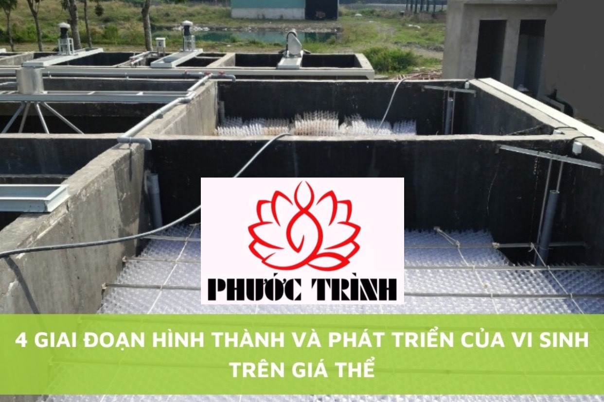 4 GIAI ĐOẠN HÌNH THÀNH VÀ PHÁT TRIỂN CỦA VI SINH TRÊN GIÁ THỂ