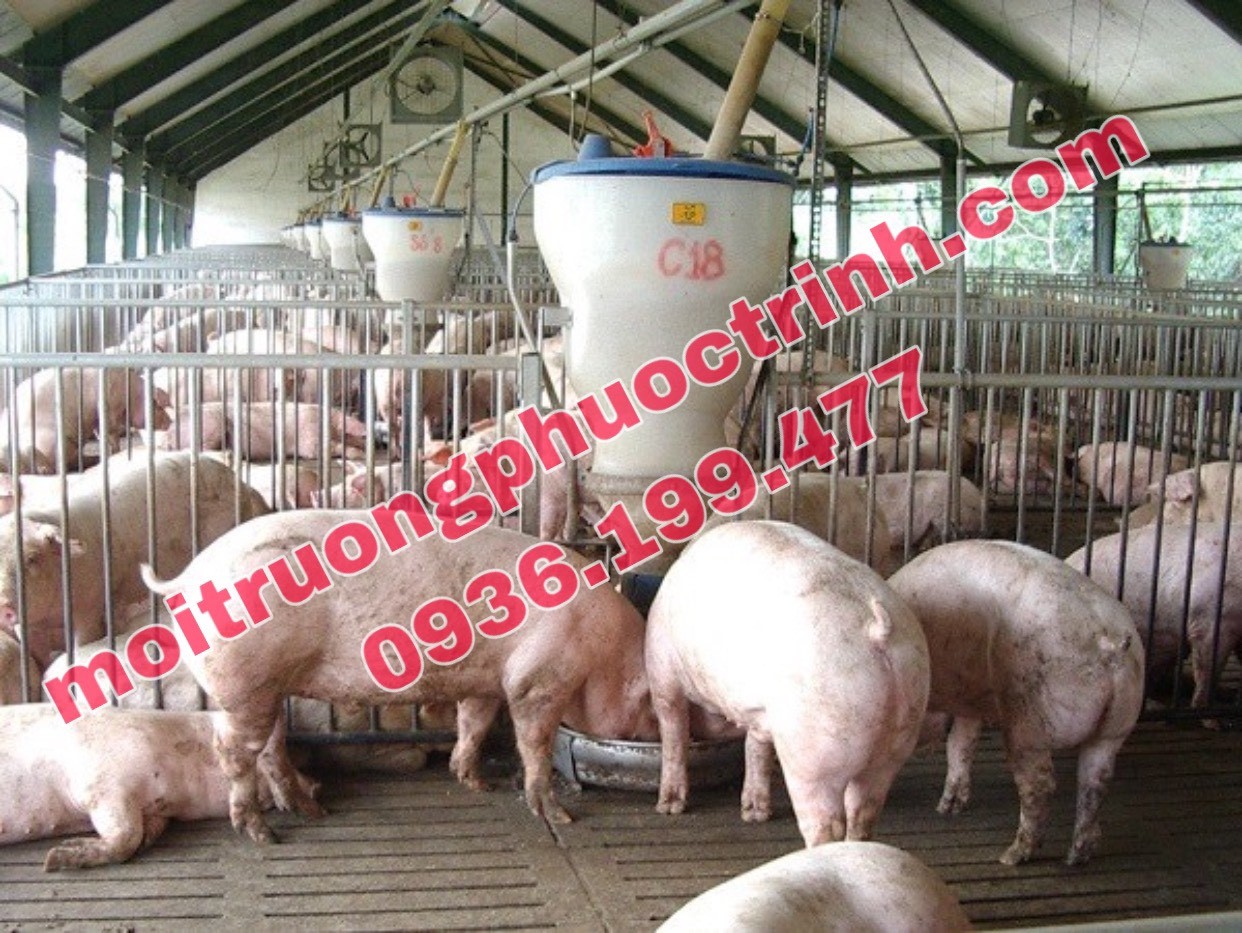 3 PHƯƠNG PHÁP XỬ LÝ NƯỚC NUÔI DƯỠNG HEO HIỆU QUẢ NHẤT HIỆN NAY