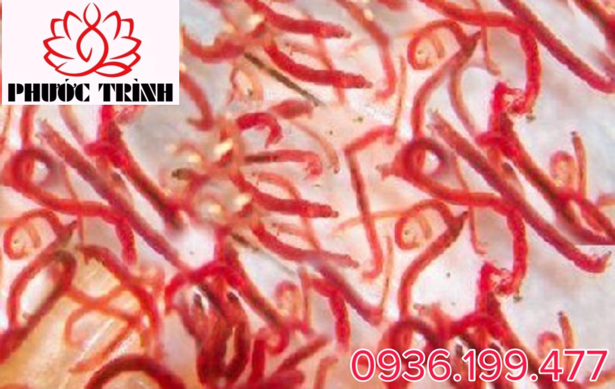 GIUN ĐỎ XUẤT HIỆN TRONG HỆ THỐNG XỬ LÝ NƯỚC THẢI - NGUYÊN NHÂN, TÁC ĐỘNG VÀ HƯỚNG DẪN CÁCH XỬ LÝ