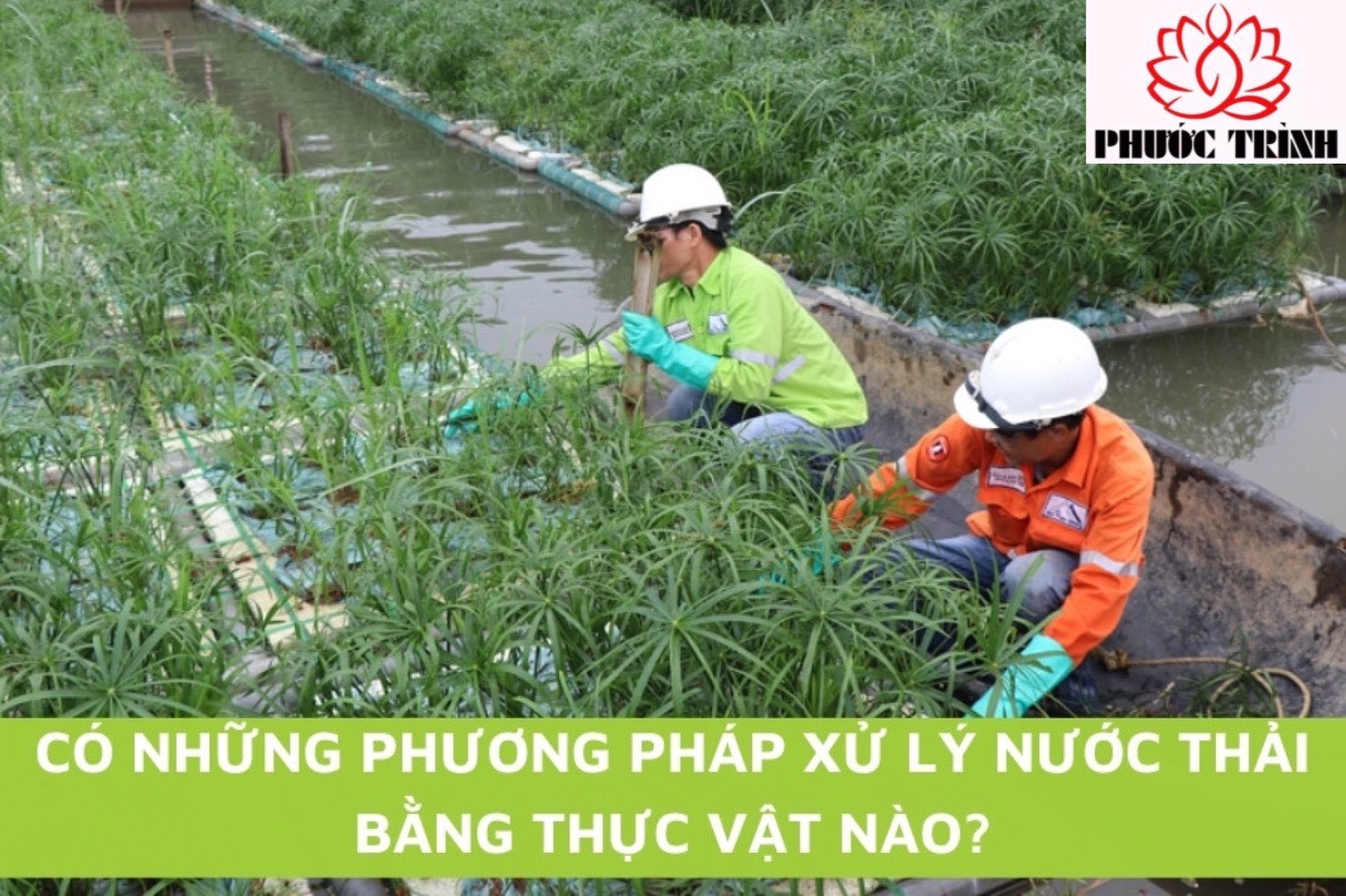 CÓ NHỮNG PHƯƠNG PHÁP XỬ LÝ NƯỚC THẢI BẰNG THỰC VẬT NÀO?