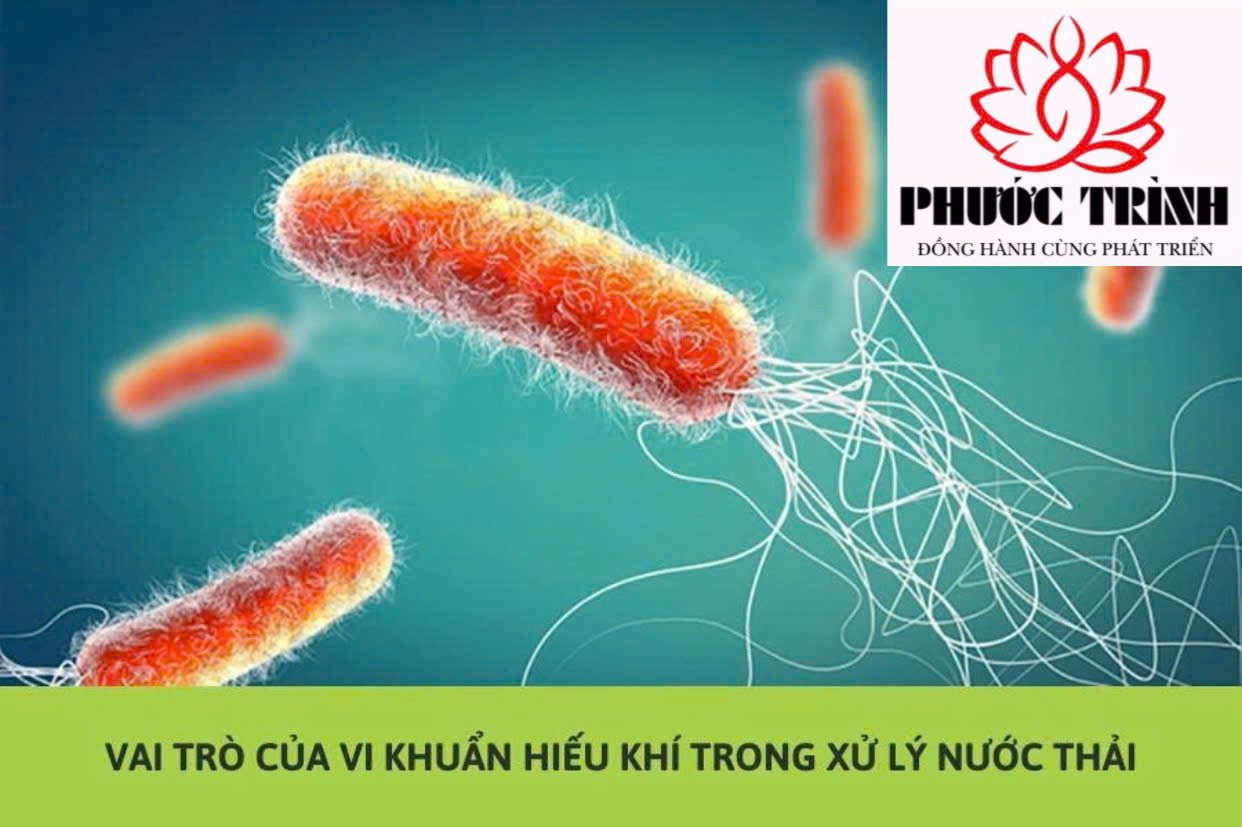 VAI TRÒ CỦA VI KHUẨN HIẾU KHÍ TRONG XỬ LÝ NƯỚC THẢI