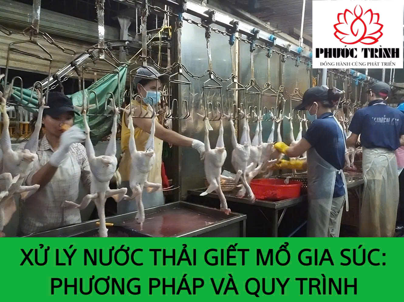 XỬ LÝ NƯỚC THẢI GIẾT MỔ GIA SÚC: PHƯƠNG PHÁP VÀ QUY TRÌNH