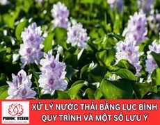 XỬ LÝ NƯỚC THẢI BẰNG LỤC BÌNH: QUY TRÌNH VÀ MỘT SỐ LƯU Ý